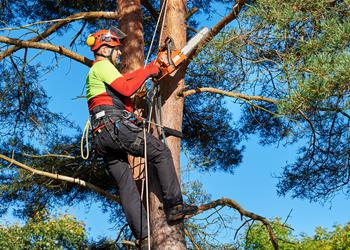 Tree Cutting in NSW: A Guide to Which Trees You Can Remove Without Permission