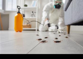 Who Handles Pest Control: Landlord or Tenant Responsibilities?